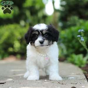 Dory, Cavachon Puppy
